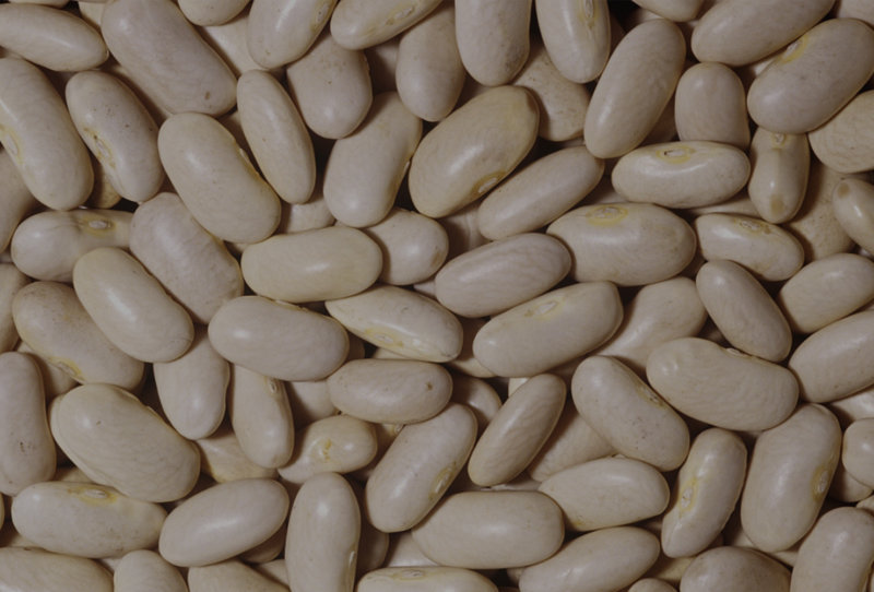 White Kidney Bean - Shiningbeans